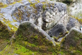 Moos-am-Drachen-Königswinter